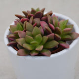 Anacampseros rufescens subsp. variegata - 5.5cm