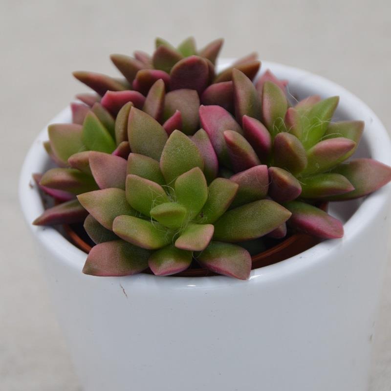 Anacampseros rufescens subsp. variegata - 5,5cm