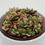 Anacampseros rufescens subsp. variegata - 9cm