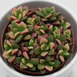 Anacampseros rufescens subsp. variegata - 9cm