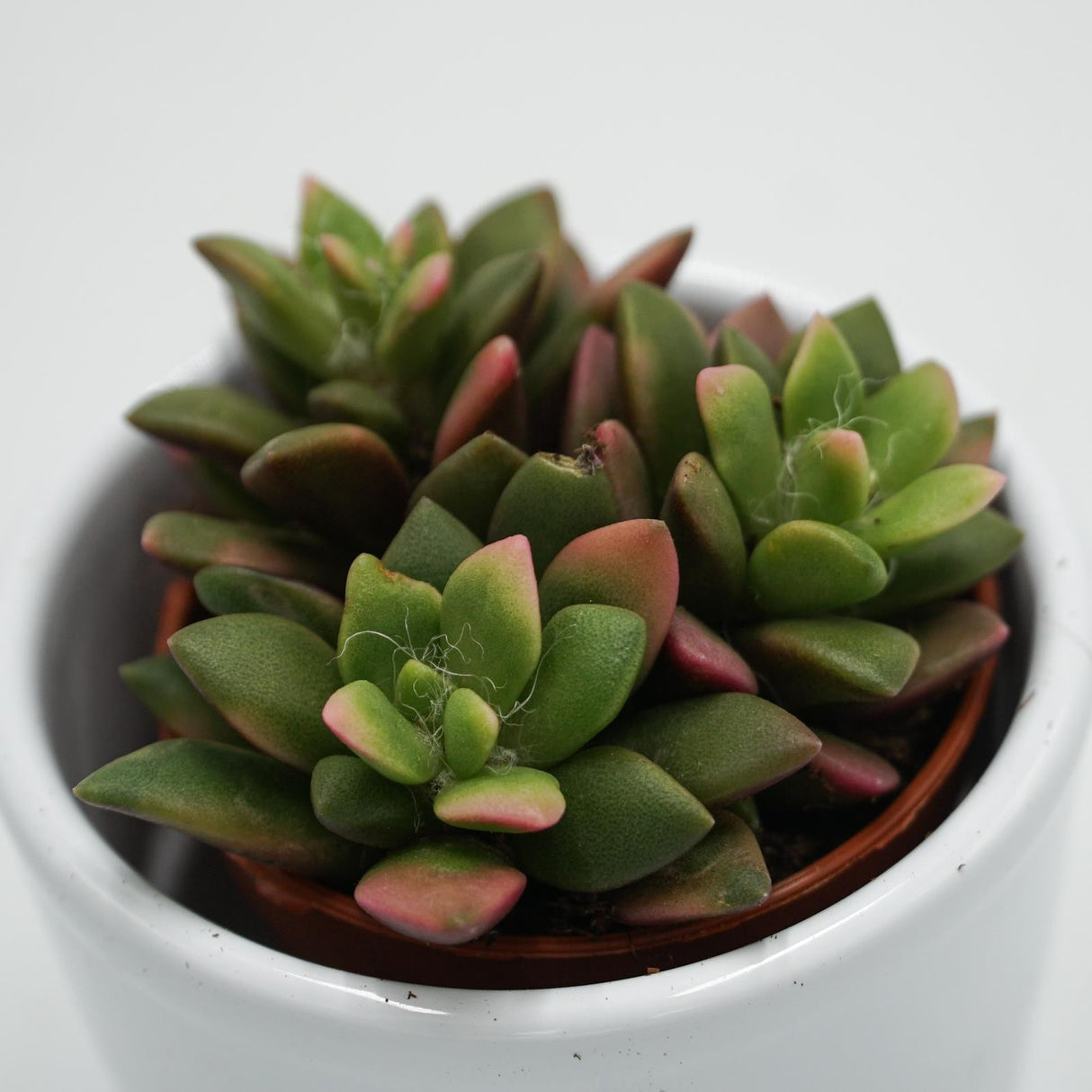 Anacampseros rufescens subsp. variegata - 5.5cm