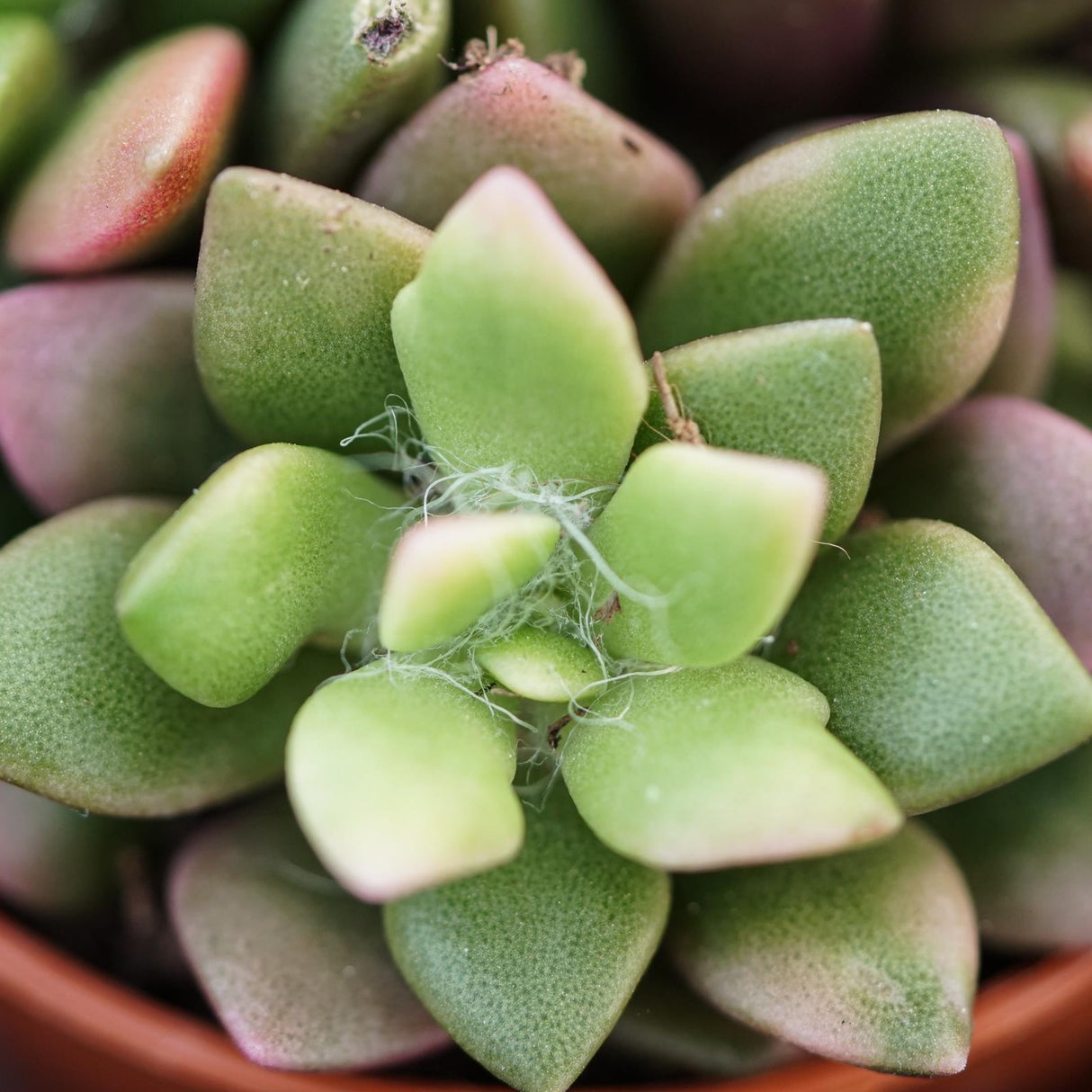 Anacampseros rufescens subsp. variegata - 5.5cm