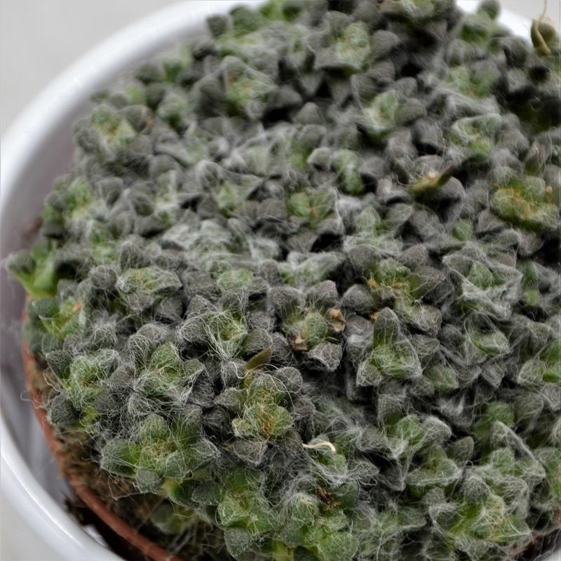 Anacampseros retusa filamentosa - 8.5cm