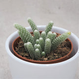 Avonia papyracea - 8.5cm