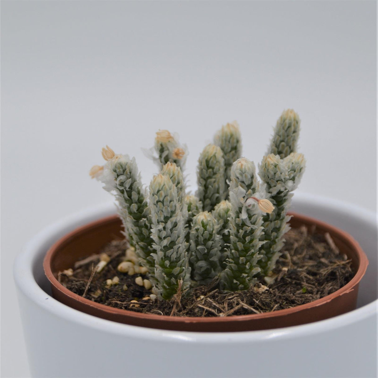 Avonia recurvata - 8.5cm