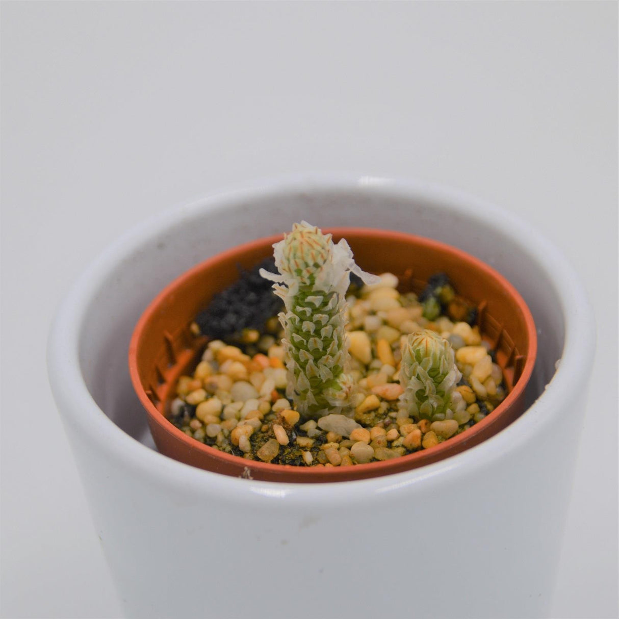 Avonia recurvata - 5.5cm