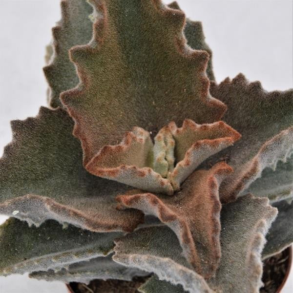 Kalanchoe beharensis Fang - 10.5cm