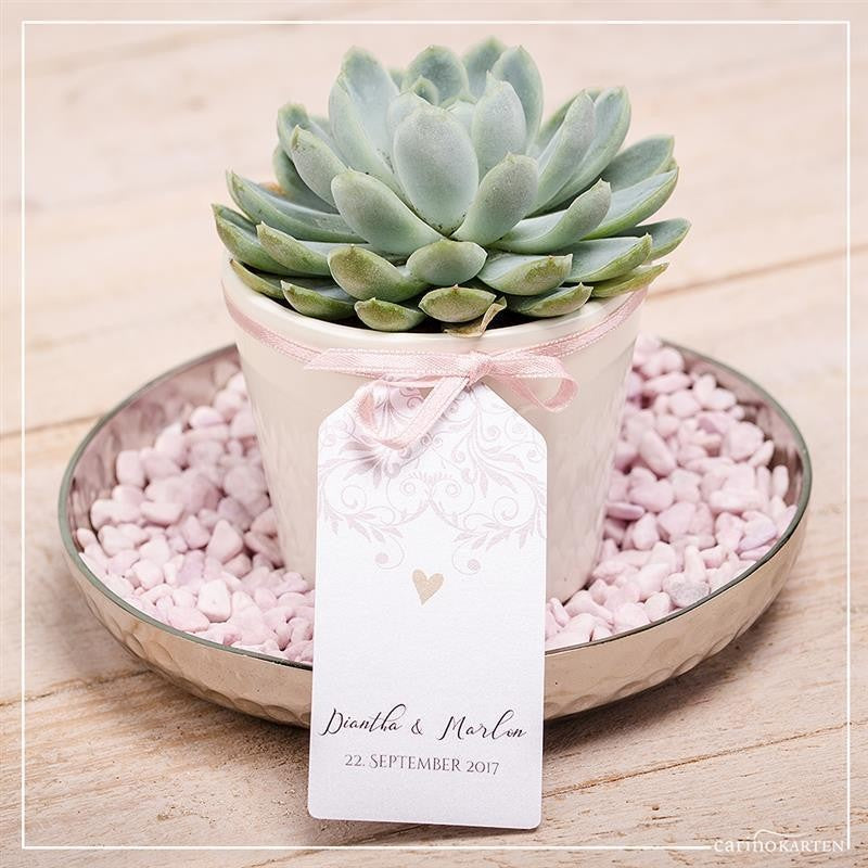 Creme-colored cachepot for 6cm succulents