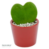 Decorative pot, cherry red, for 6cm succulents