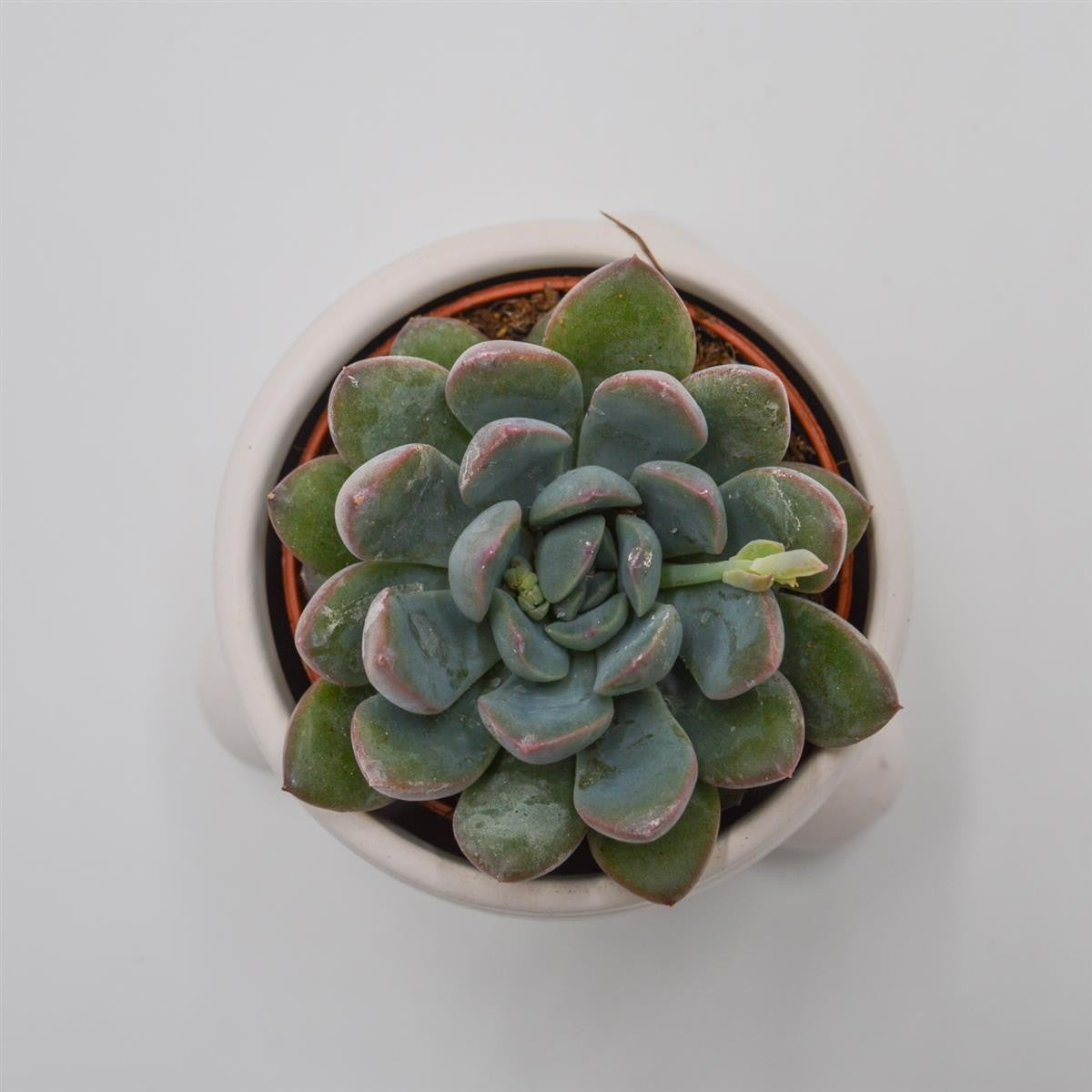 Übertopf ROWENA für 6cm Sukkulenten