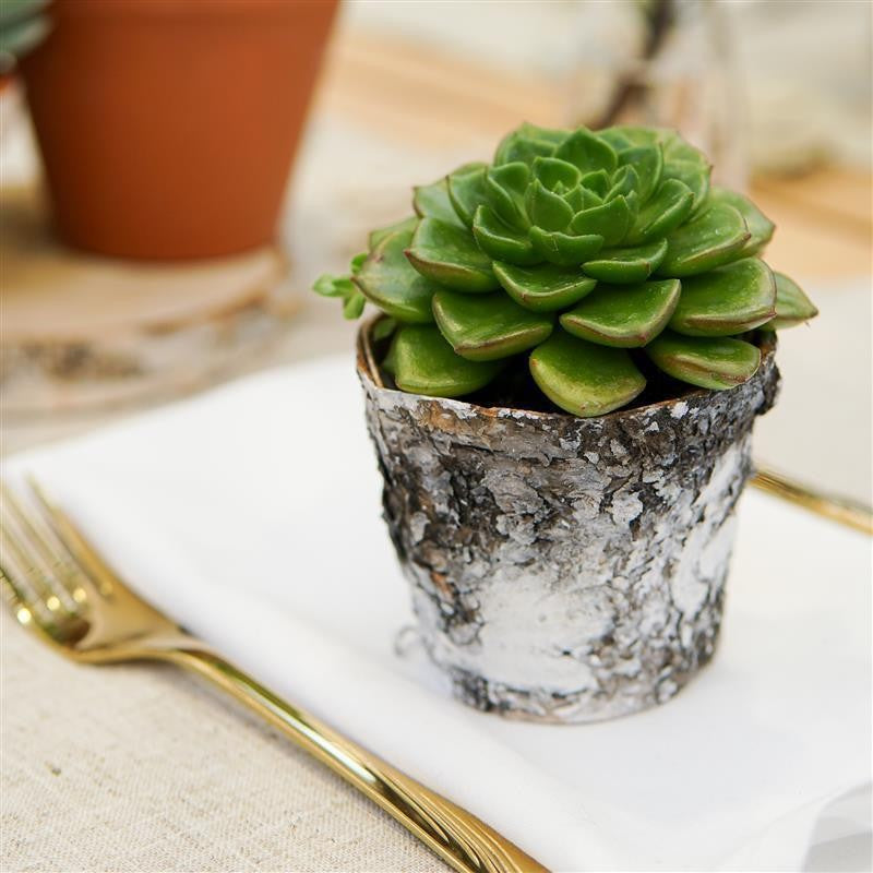 Übertopf BIRKE für 6,5cm Sukkulenten