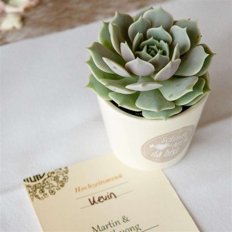Creme-colored cachepot for 6cm succulents