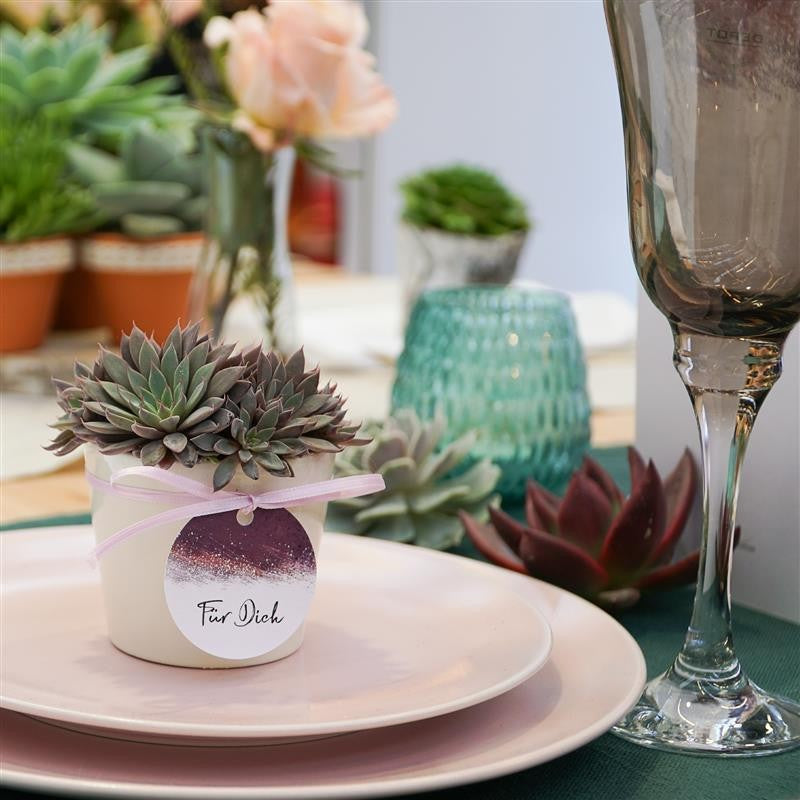 Creme-colored cachepot for 6cm succulents