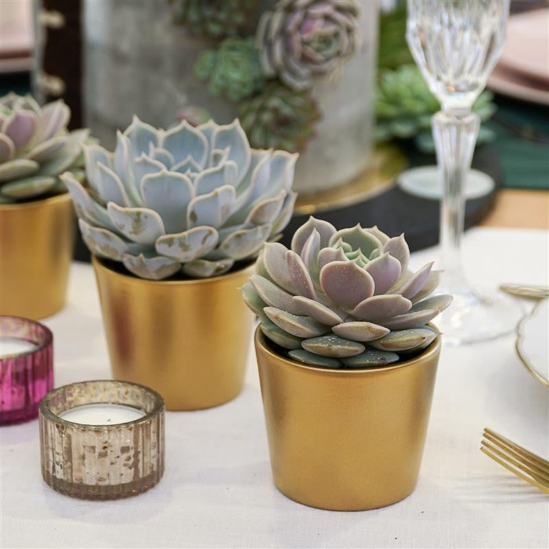 Gold decorative pot for 6cm succulents