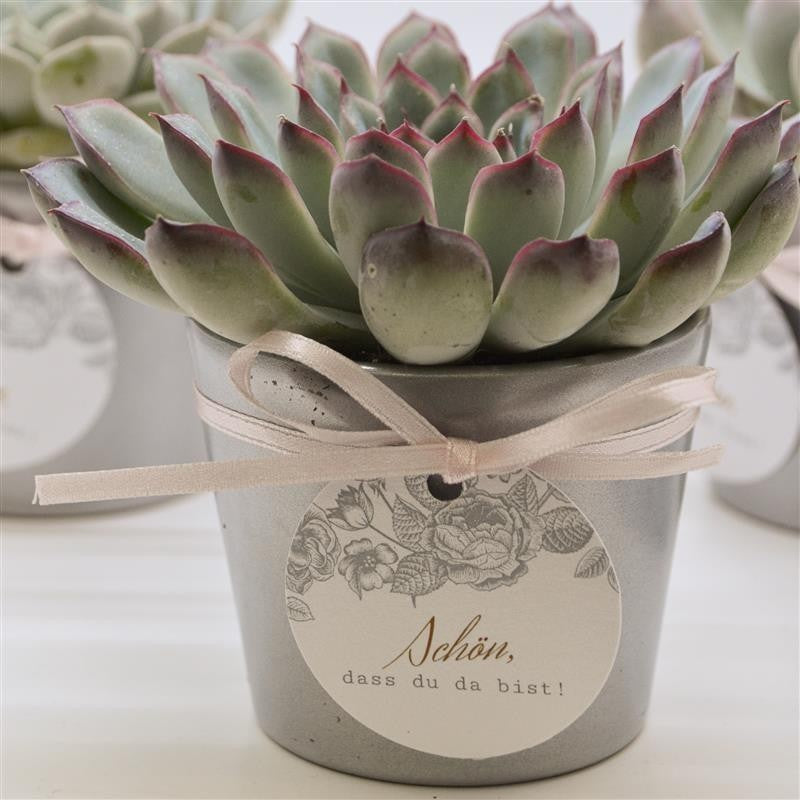 Silver cachepot for 6cm succulents