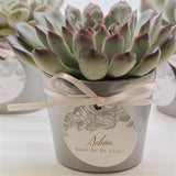Silver cachepot for 6cm succulents