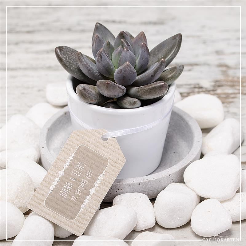 White cachepot for 6cm succulents