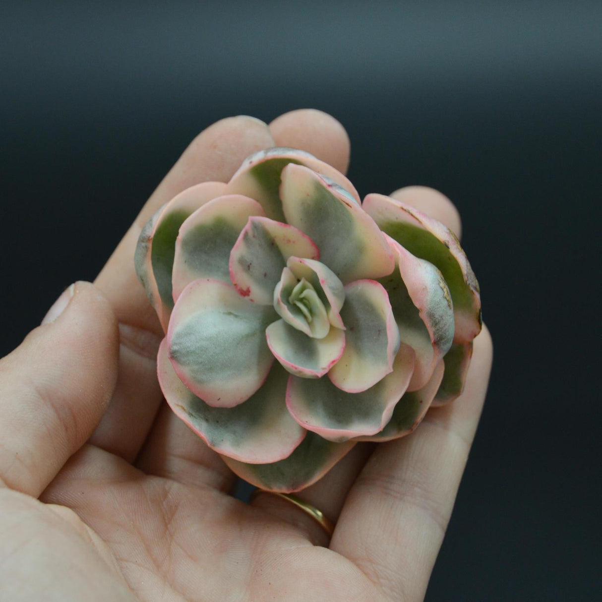 Echeveria Suyon var. variegata