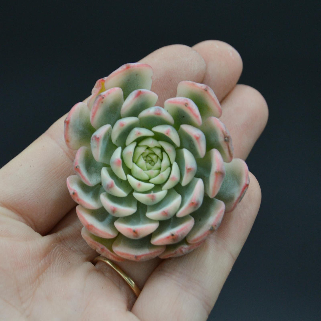 Echeveria Blue Jasmine variegated form
