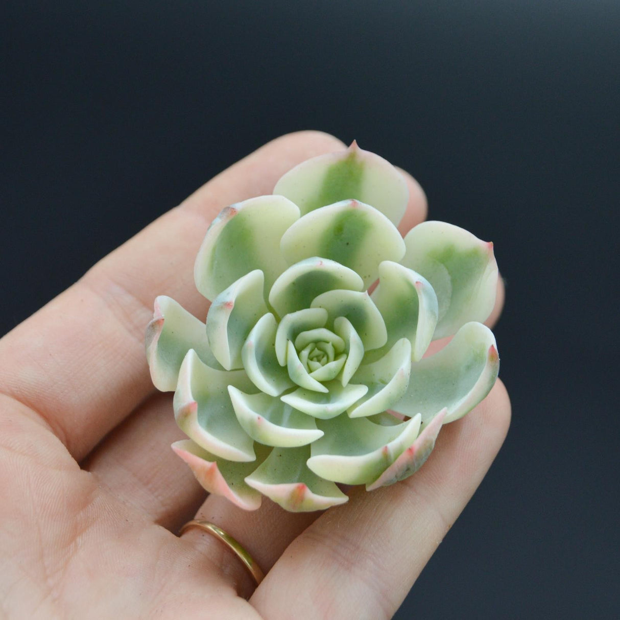 Echeveria 'Lenore Dean' f. variegata