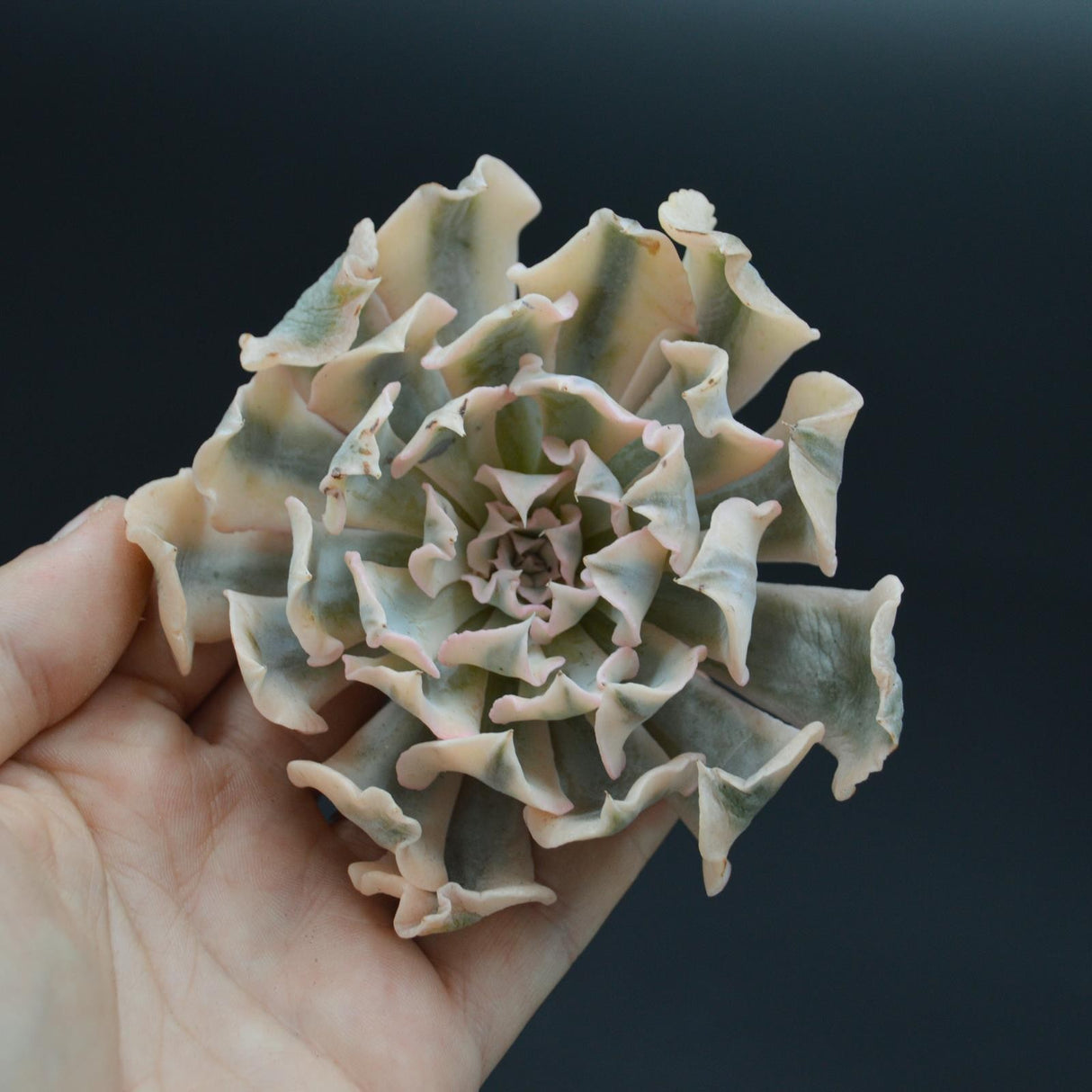 Echeveria Liberia var. variegata