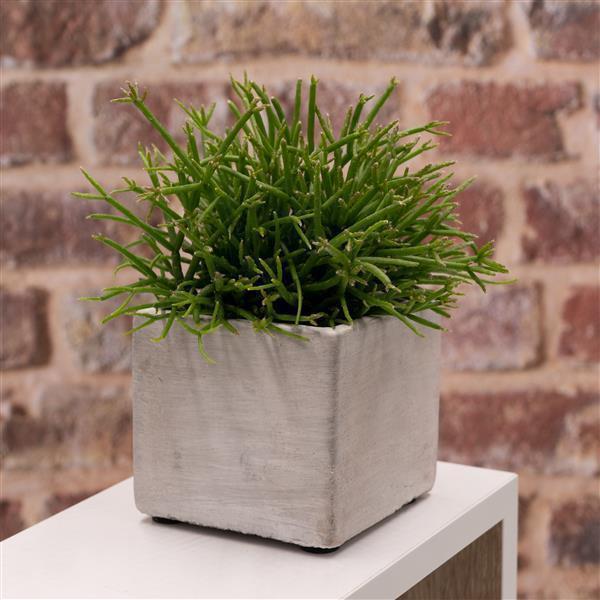 Square concrete plant pot