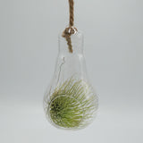 Pear-glass terrarium