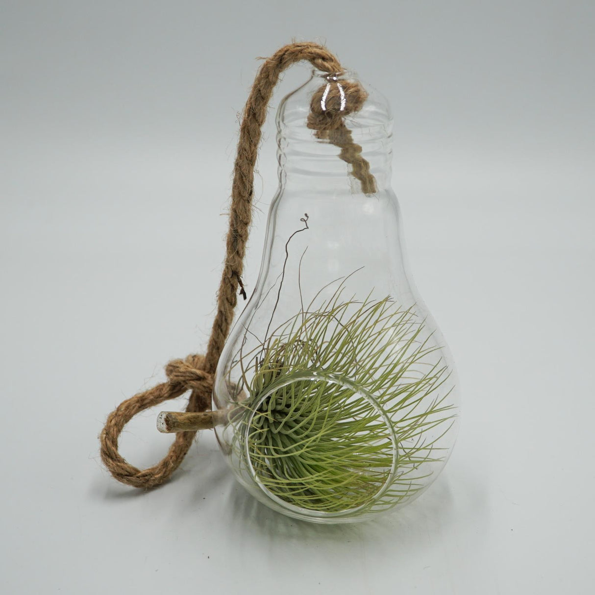 Pear-glass terrarium