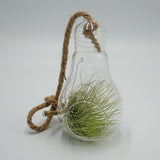 Pear-glass terrarium