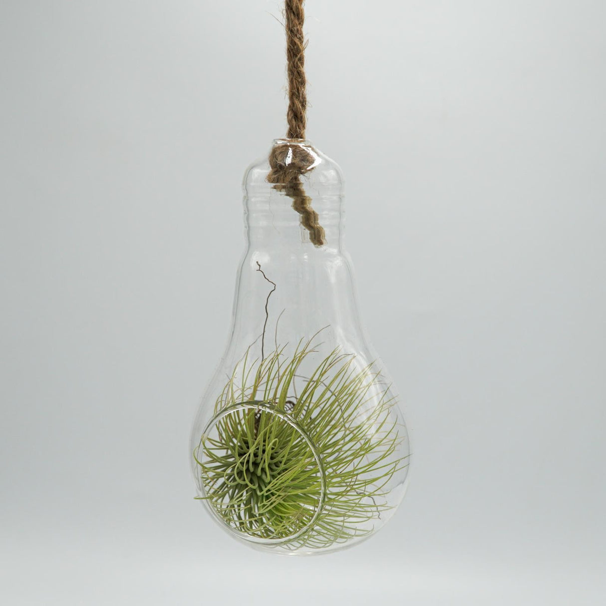 Pear-glass terrarium
