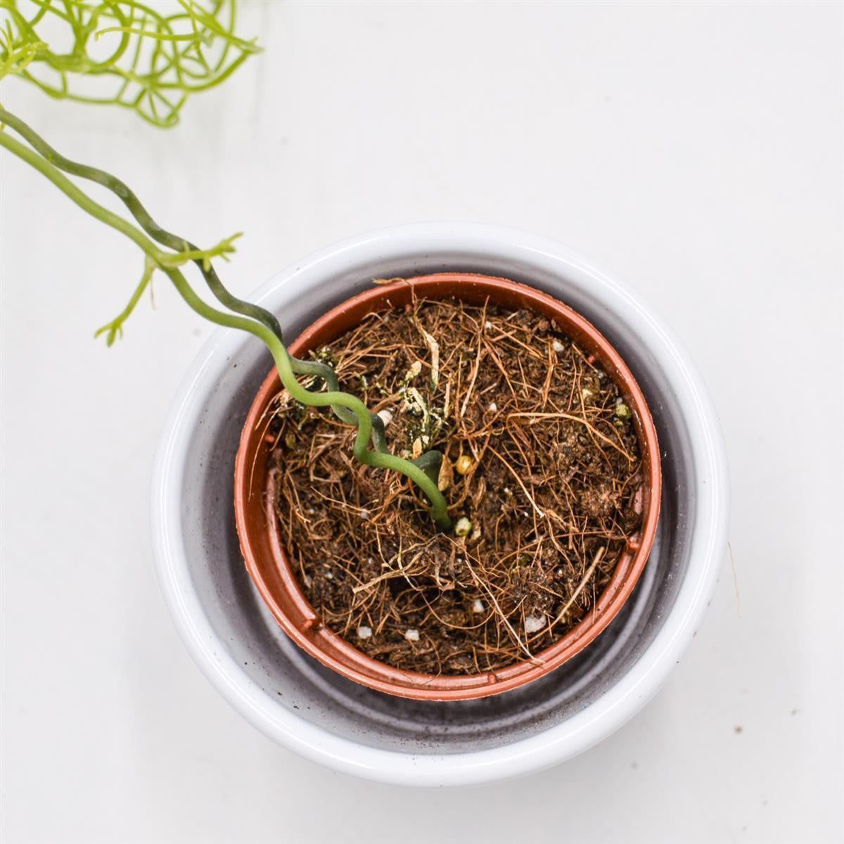 Bowiea volubilis - 5.5cm