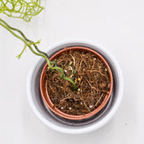 Bowiea volubilis - 5.5cm