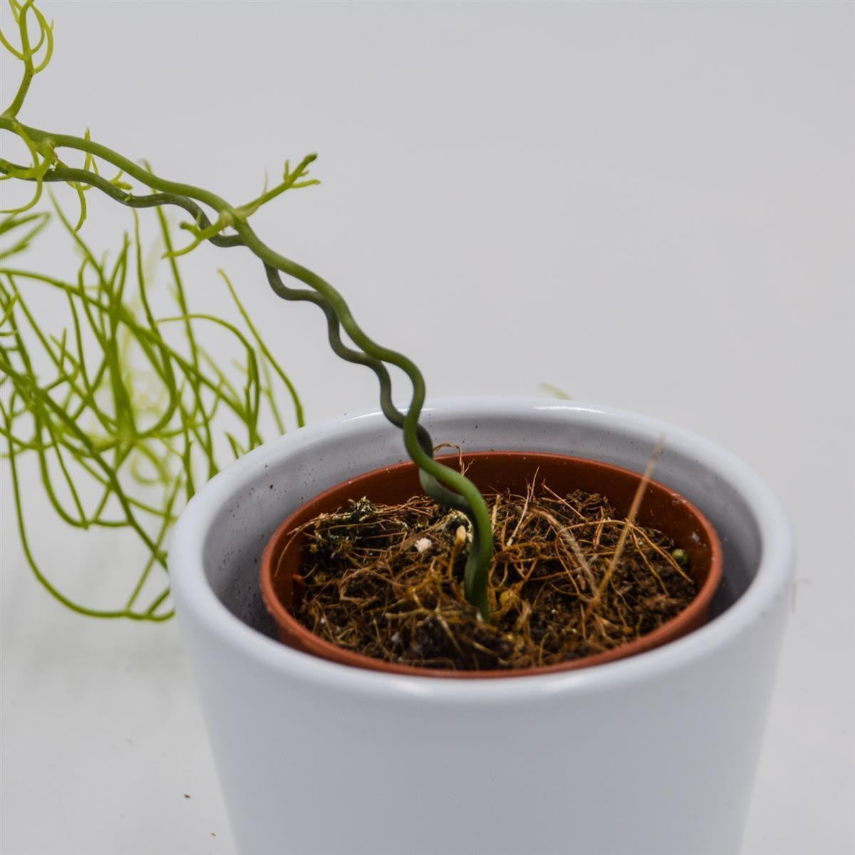 Bowiea volubilis - 5.5cm