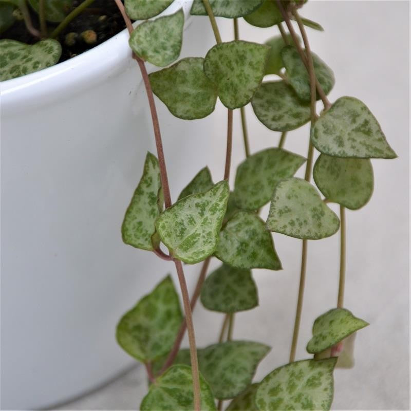 Ceropegia woodii Mini Star - 8cm