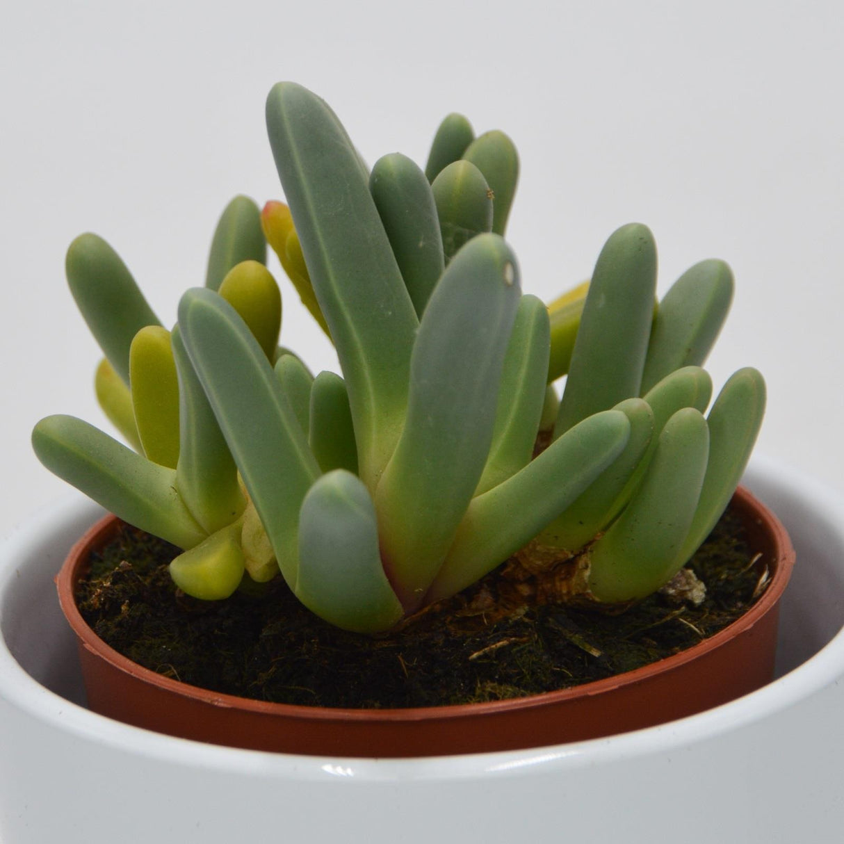 Cheiridopsis denticulata - 8.5cm