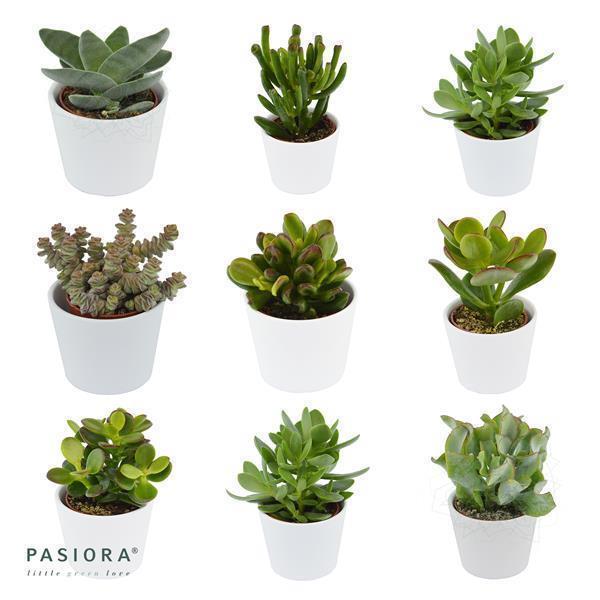 Bye Crassula, 5 pieces