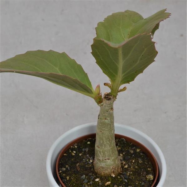 Cissus jutea - 10.5cm