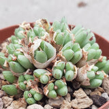 Conophytum species - 10,5cm