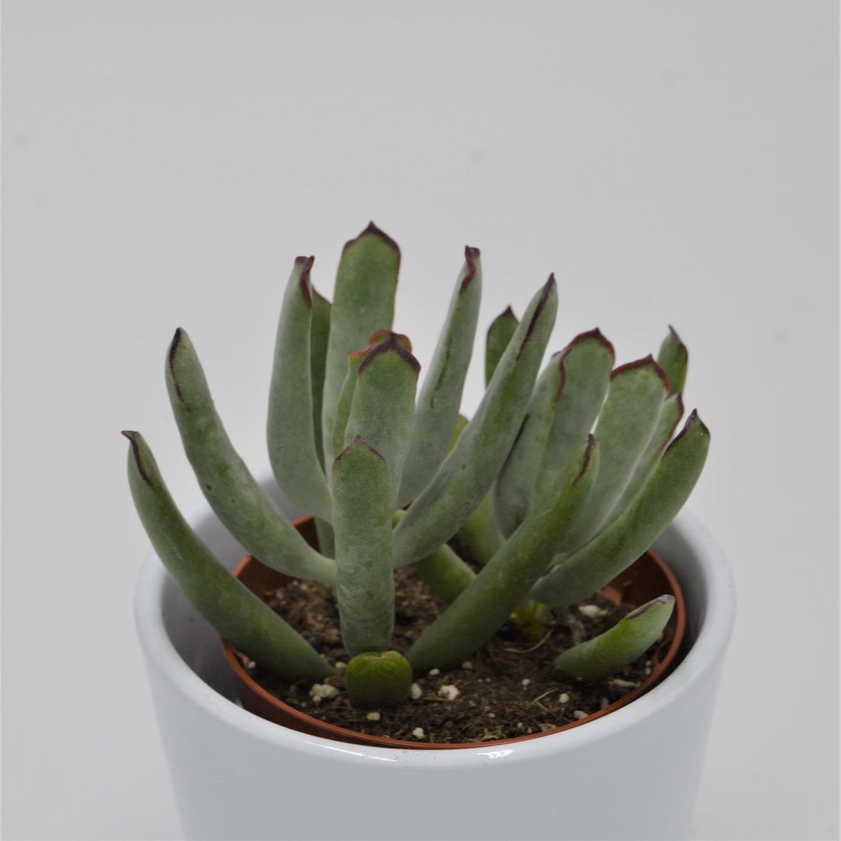 Cotyledon Octopus - 8.5cm