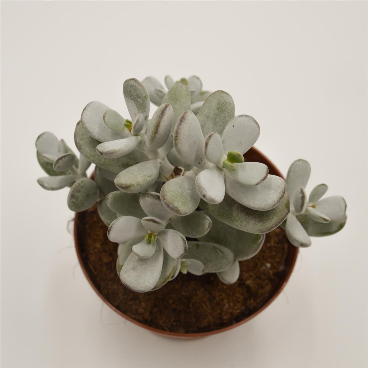 Cotyledon orbiculata - 13cm