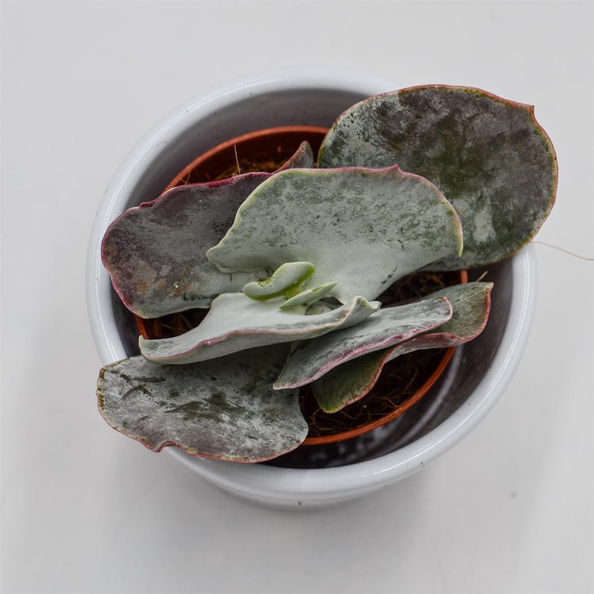 Cotyledon orbiculata Pink Leaves - 5.5cm
