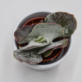 Cotyledon orbiculata Pink Leaves - 5.5cm