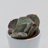 Cotyledon orbiculata Pink Leaves - 5.5cm