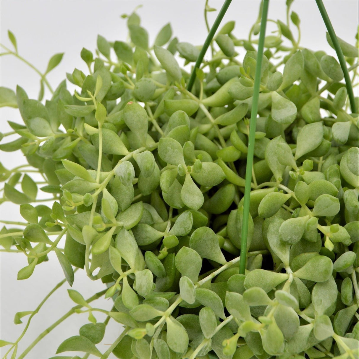 Cotyledon pendens - 14cm Hanging Basket