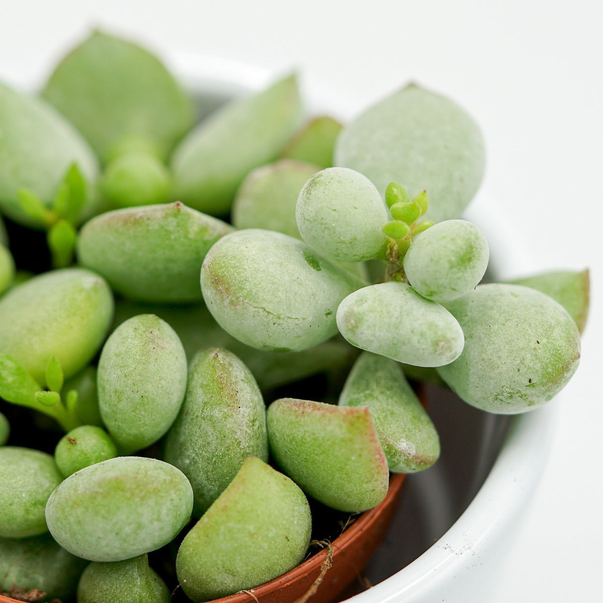Cotyledon pendens - 8.5cm