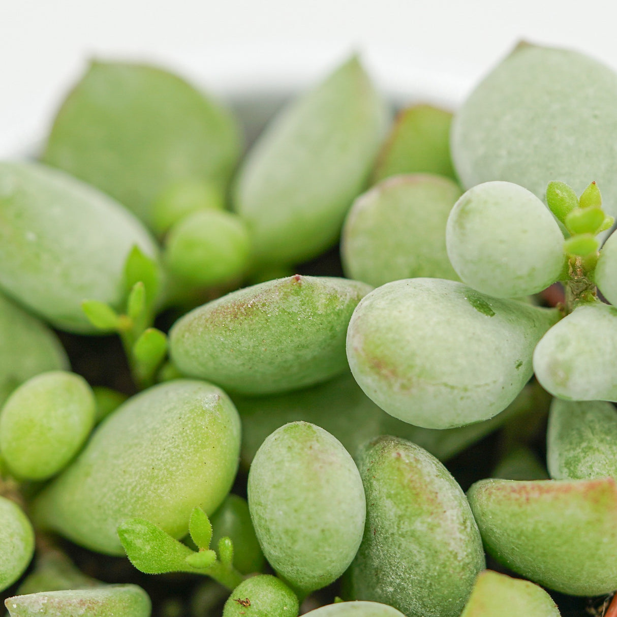 Cotyledon pendens - 8.5cm