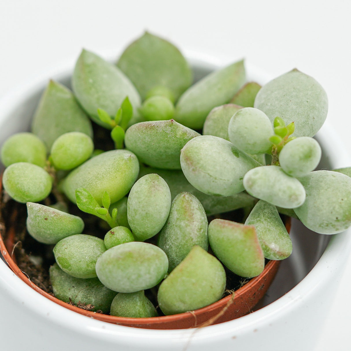 Cotyledon pendens - 5.5cm