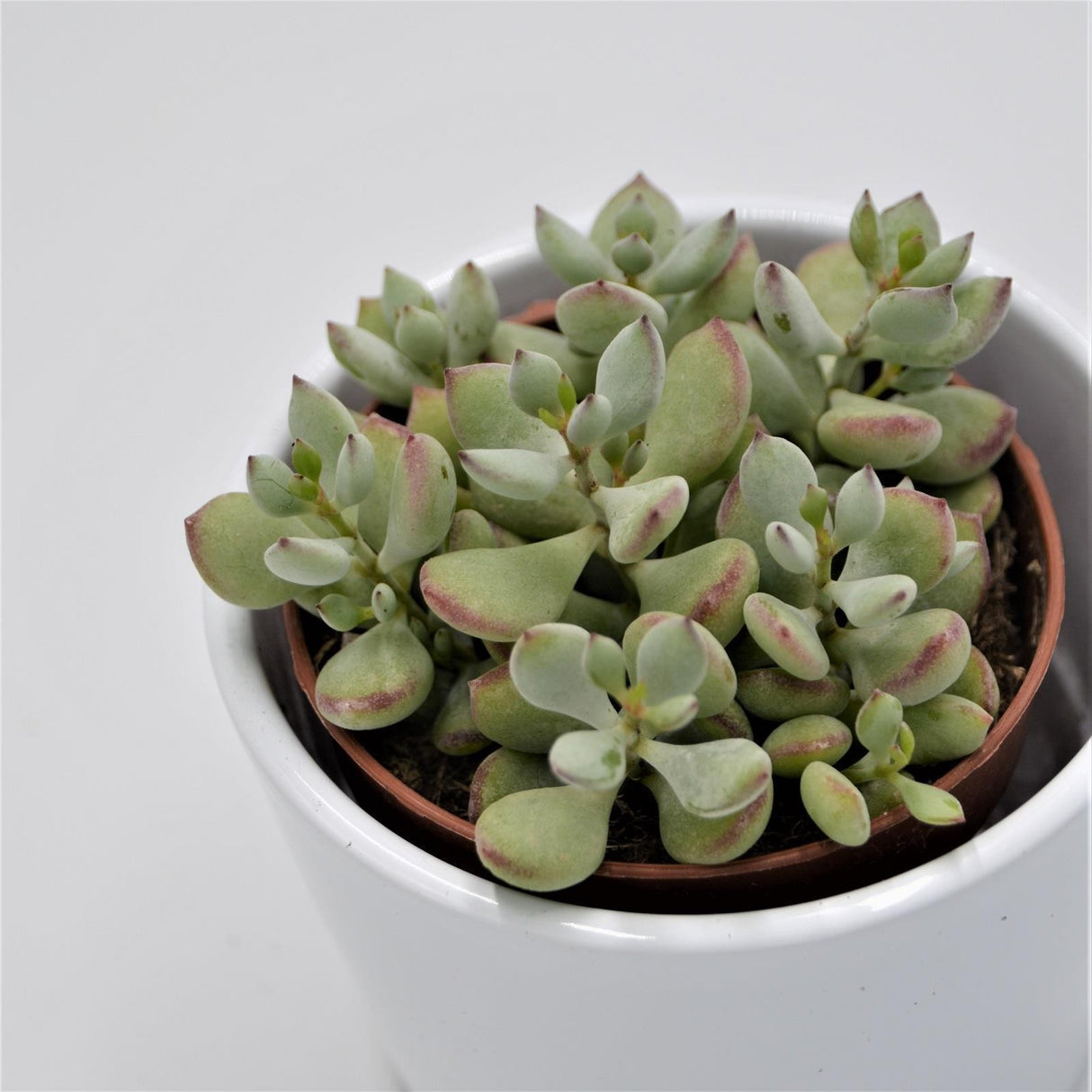 Cotyledon pendens - 8.5cm