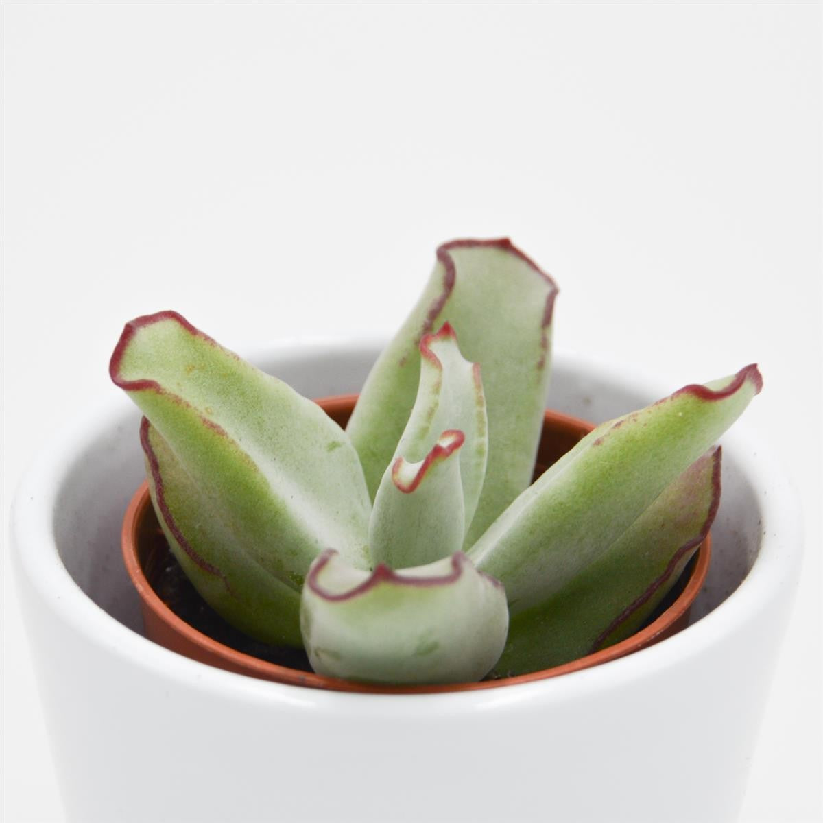 Cotyledon ssp. - 5.5cm