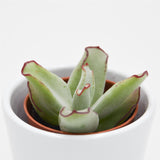 Cotyledon ssp. - 5.5cm